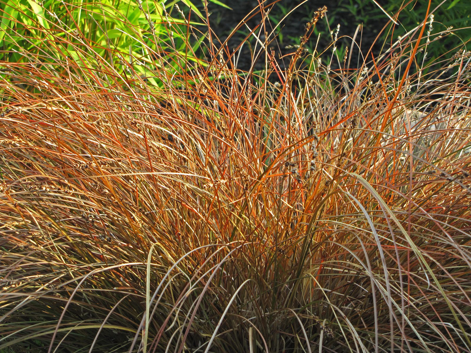 Carex testacea