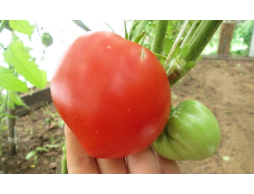 Сорт помидор малиновый рассвет фото и описание