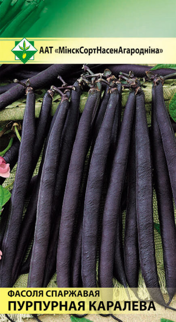 Фасоль Пурпурная королева спаржевая 7г, (семена) - купить в ОМА