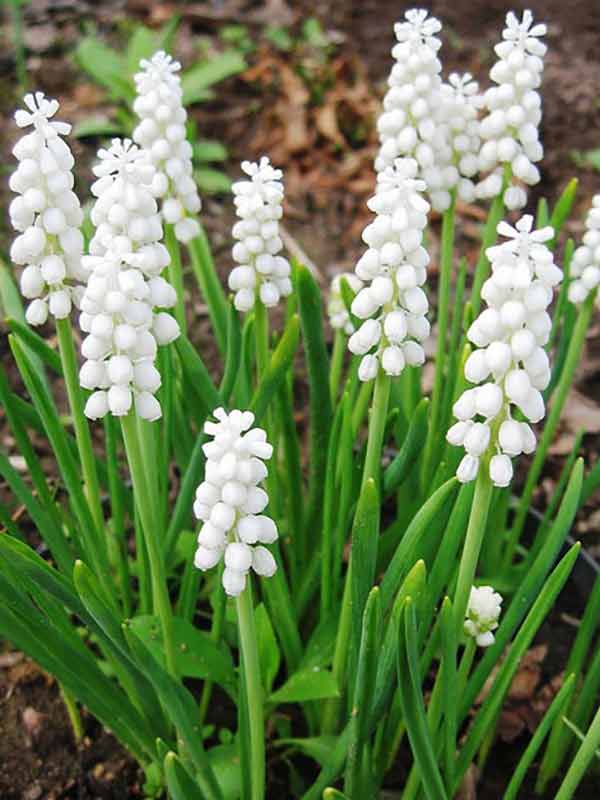 Мускари гроздевидный Muscari botryoides